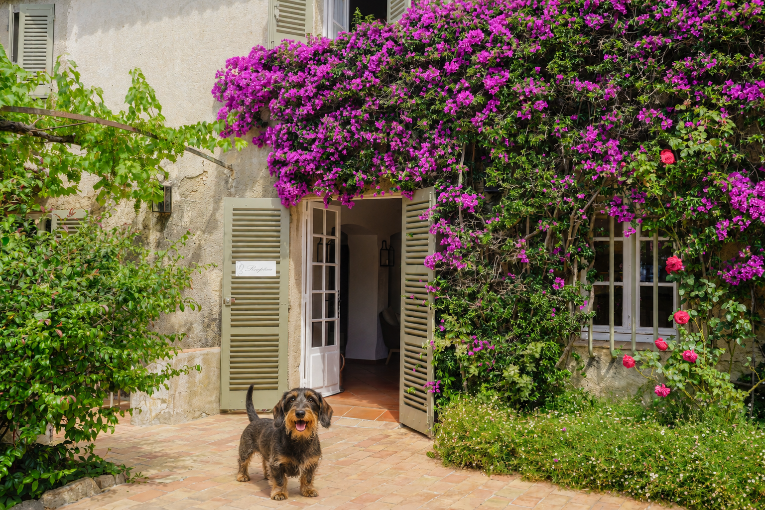 hotel-animaux-saint-tropez-chien-jardin-la-figuiere Teckel à poil dur devant l'entrée fleurie de l'Hôtel La Figuière à Ramatuelle, hôtel acceptant les animaux près de Saint-Tropez.